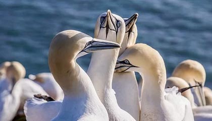 ky体育投注-日本队与传统强队展开激烈角逐，日本队与传统强队展开激烈角逐的区别